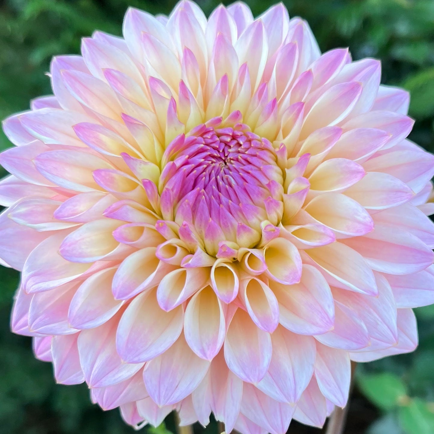 coralie dahlia bulb tuber flower