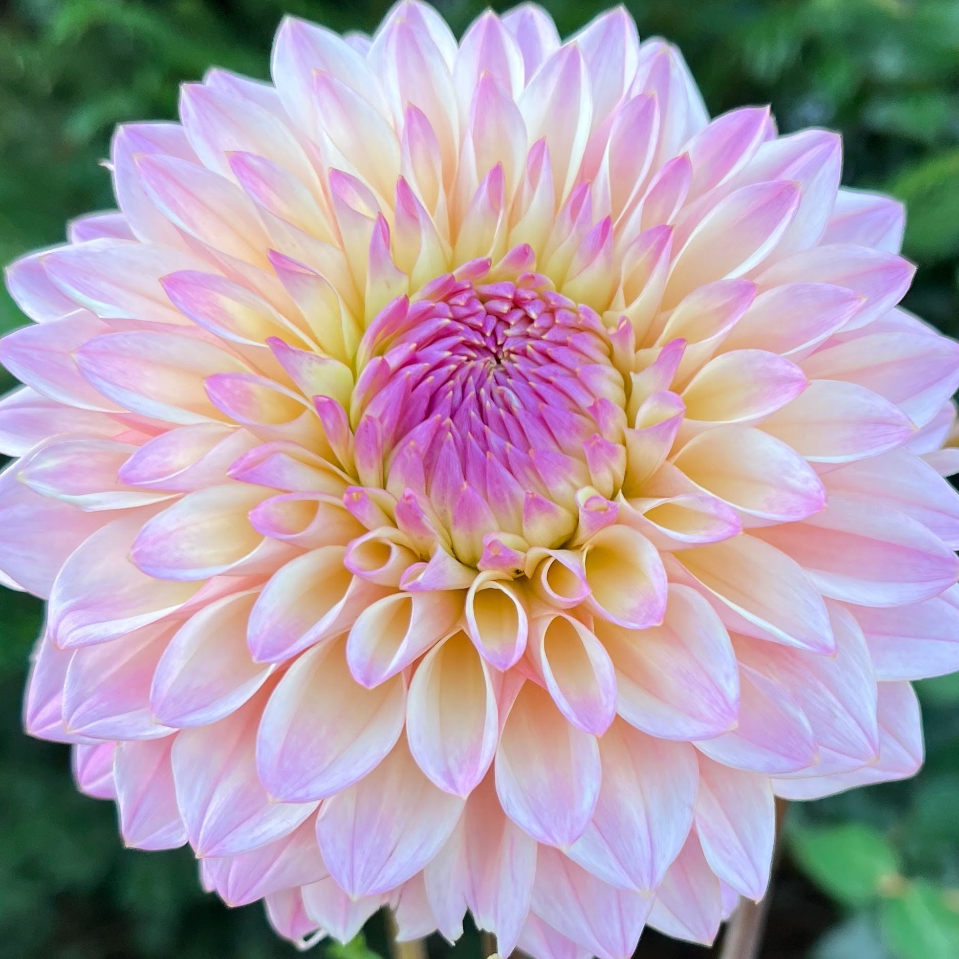 coralie dahlia bulb tuber flower