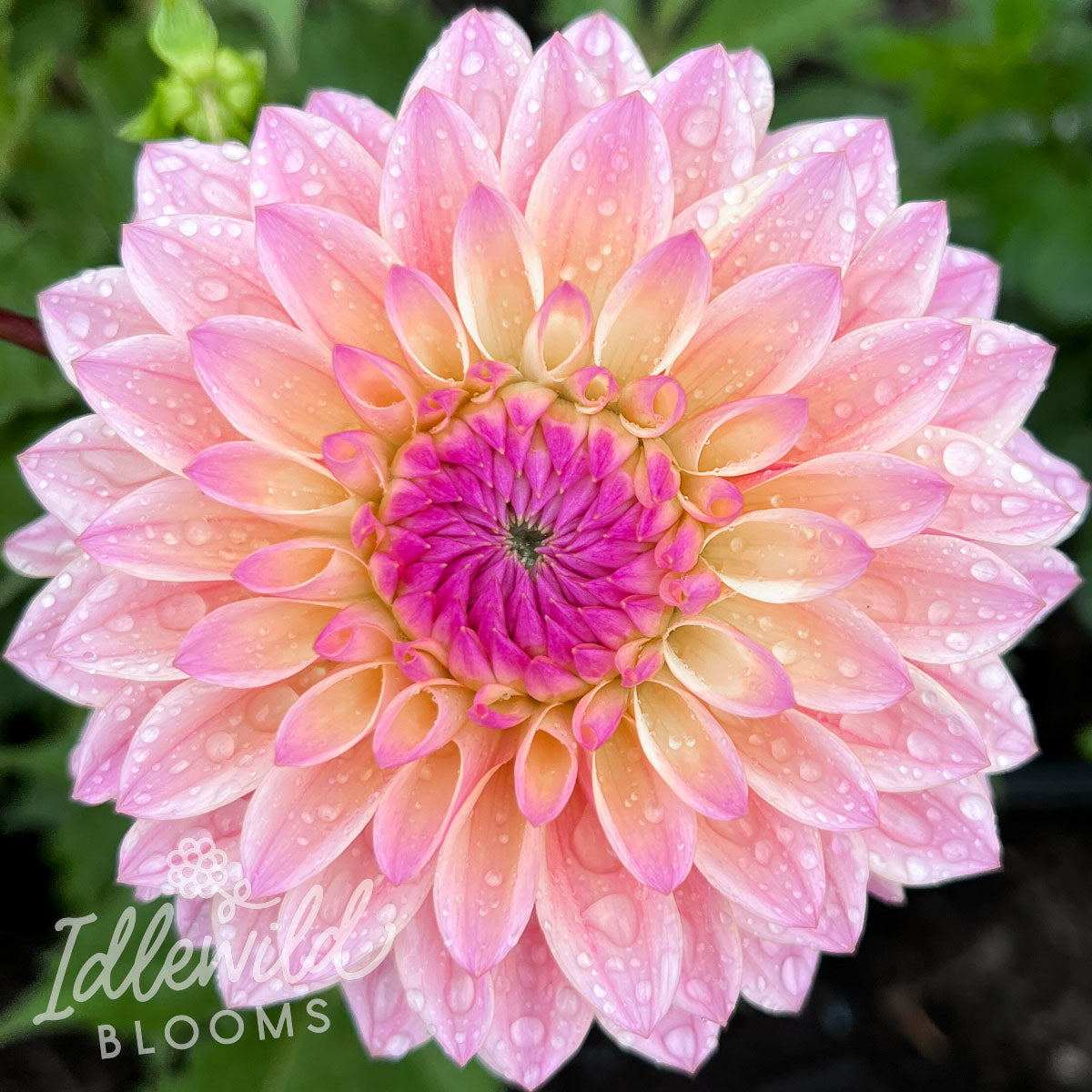 Coralie dahlia flower, Coralie dahlia bulb, Coralie dahlia tuber