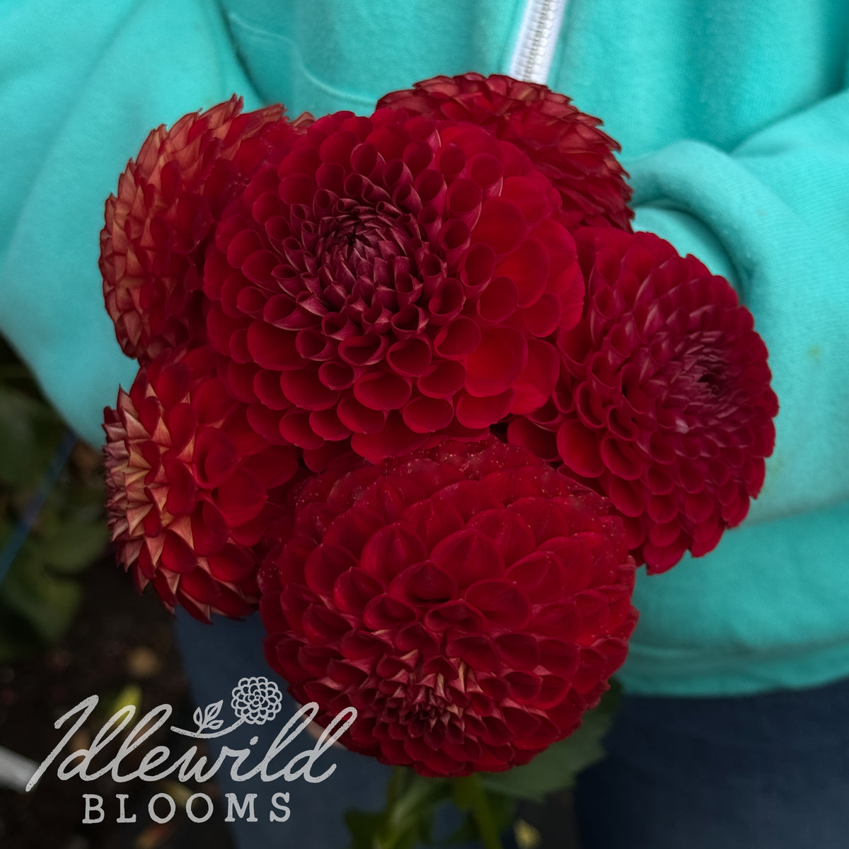 Crazy 4 Ieashia dahlia tubers. This 2" to 4", dark red, formal decorative dahlia was introduced by John Spangenberg in 2017. 