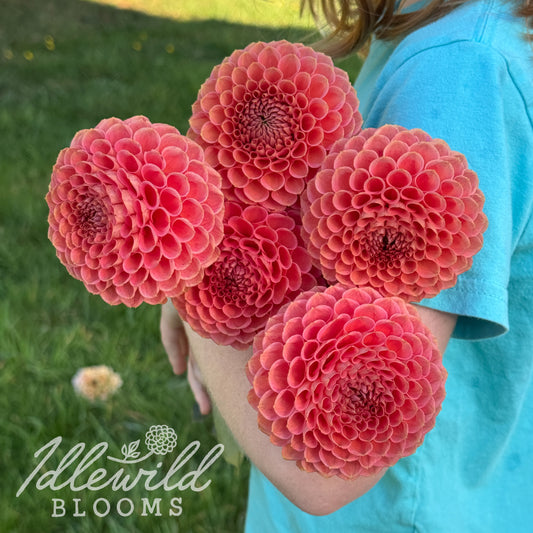 Crazy 4 Wylie Quinn dahlia tuber. This over 3.5", orange, ball dahlia was introduced by John Spangenberg in 2020. 