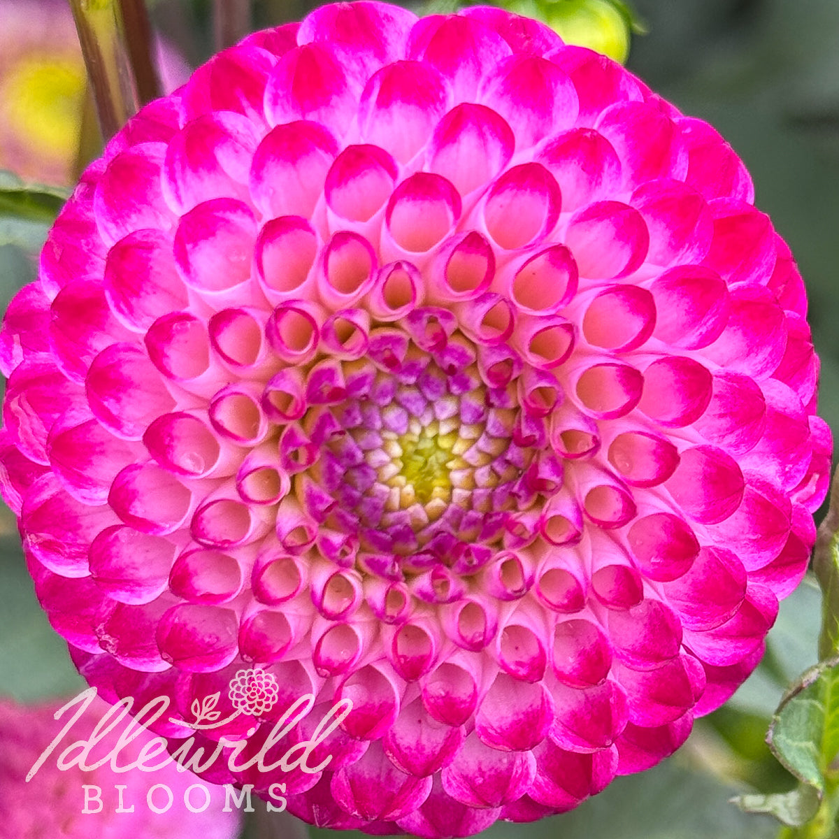 Crazy Cleere's dahlia tuber, Crazy Cleere's dahlia bulb, Crazy Cleere's dahlia flower
