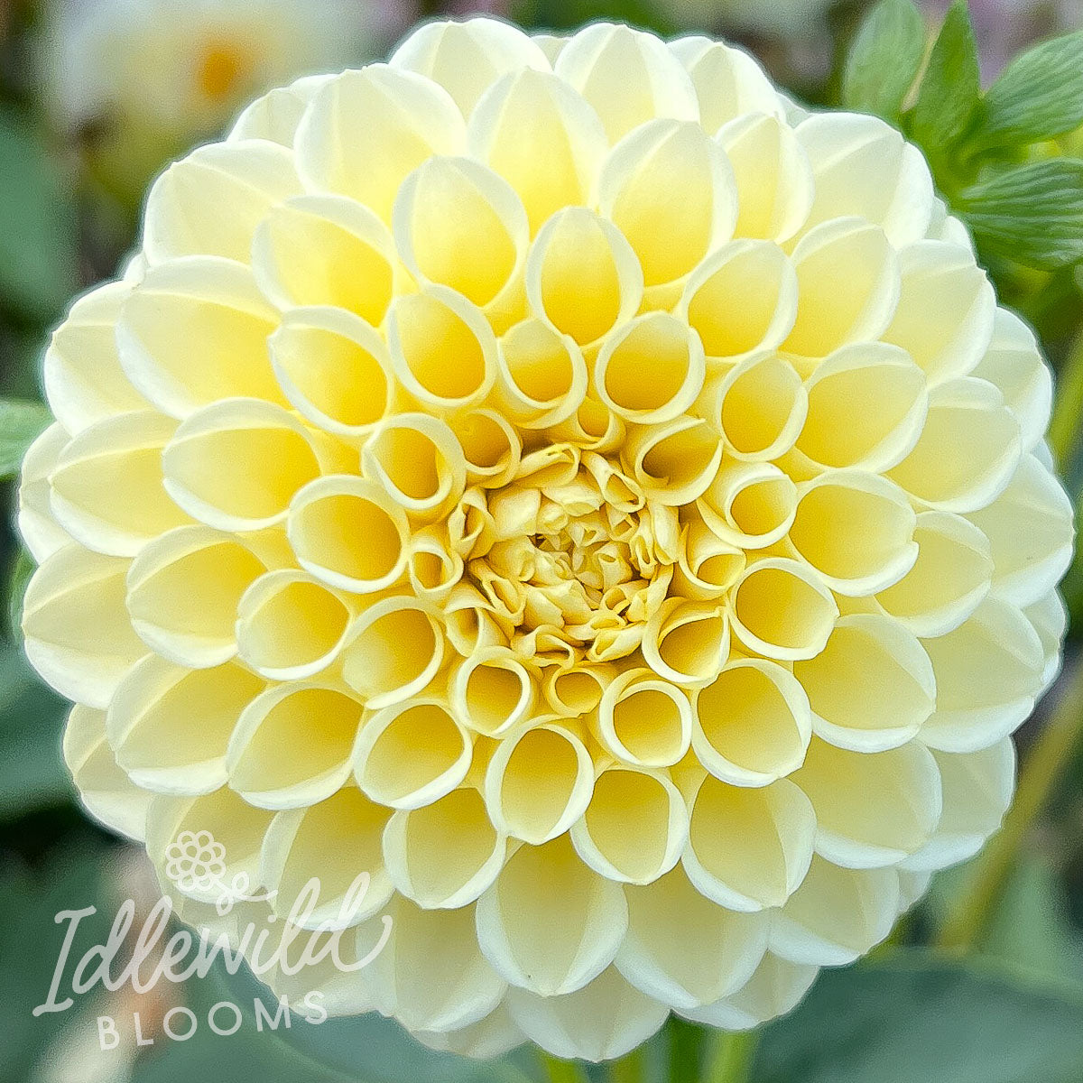 creamy dahlia tuber, creamy dahlia bulb, creamy dahlia flower