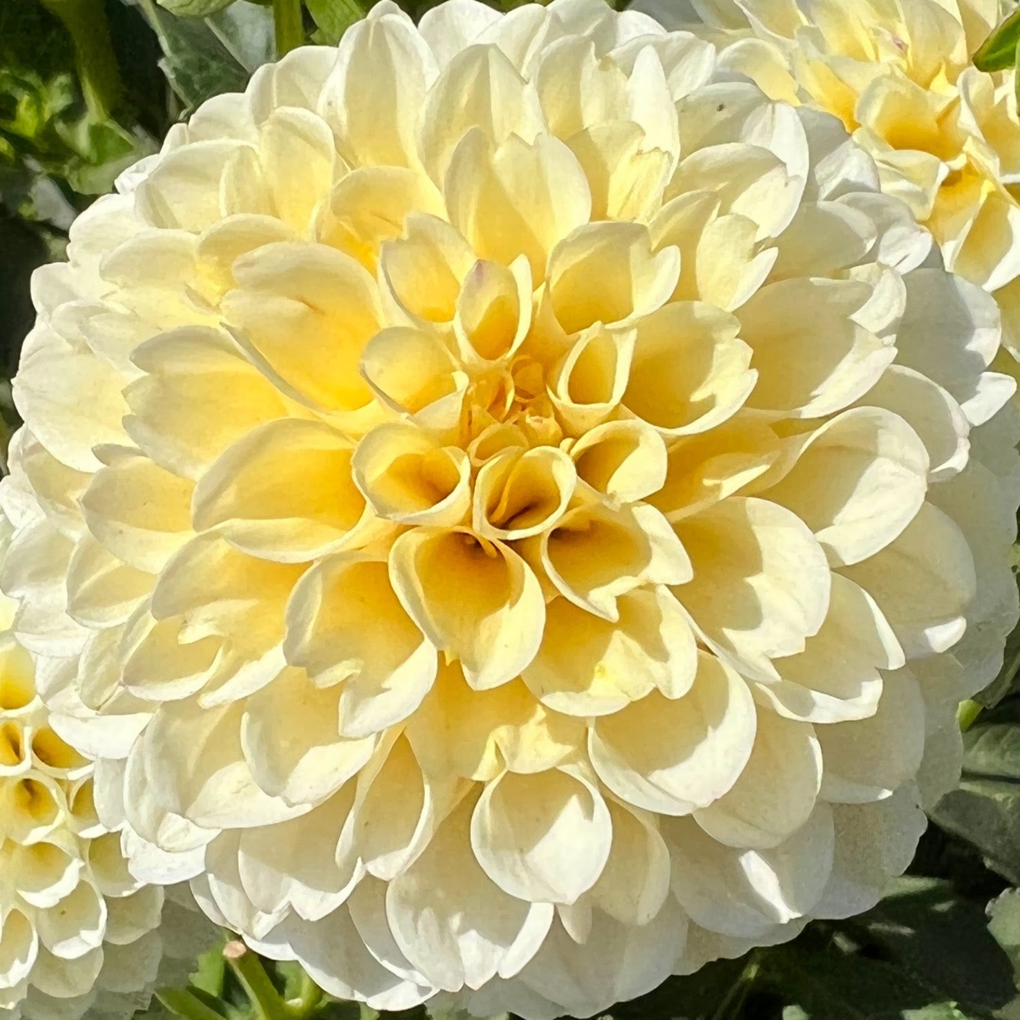 creamy-dahlia-tuber