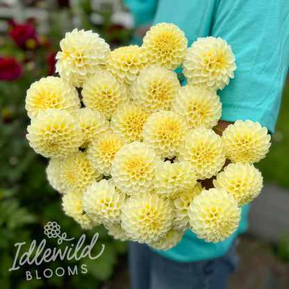 Creamy dahlia tubers, Creamy dahlia bulbs, Creamy dahlia bouquet