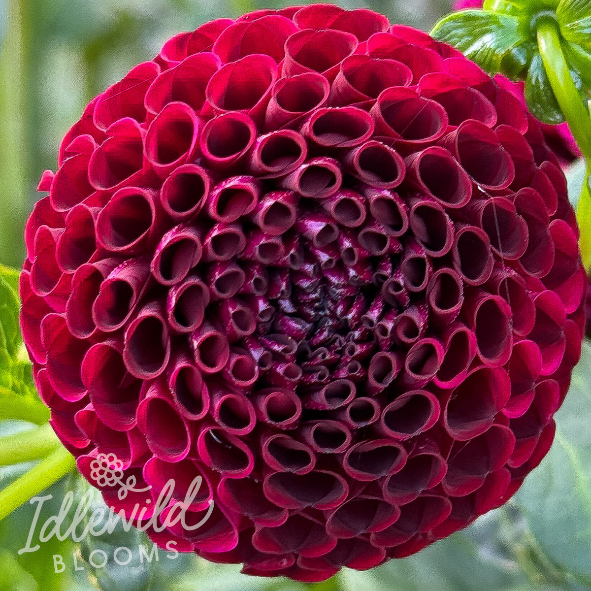 Crossfield Ebony dahlia tuber, Crossfield Ebony dahlia flower, Crossfield Ebony dahlia bulb