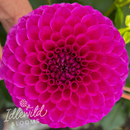 Cryfield Harmony dahlia flowers, Cryfield Harmony dahlia bulbs, Cryfield Harmony dahlia tubers