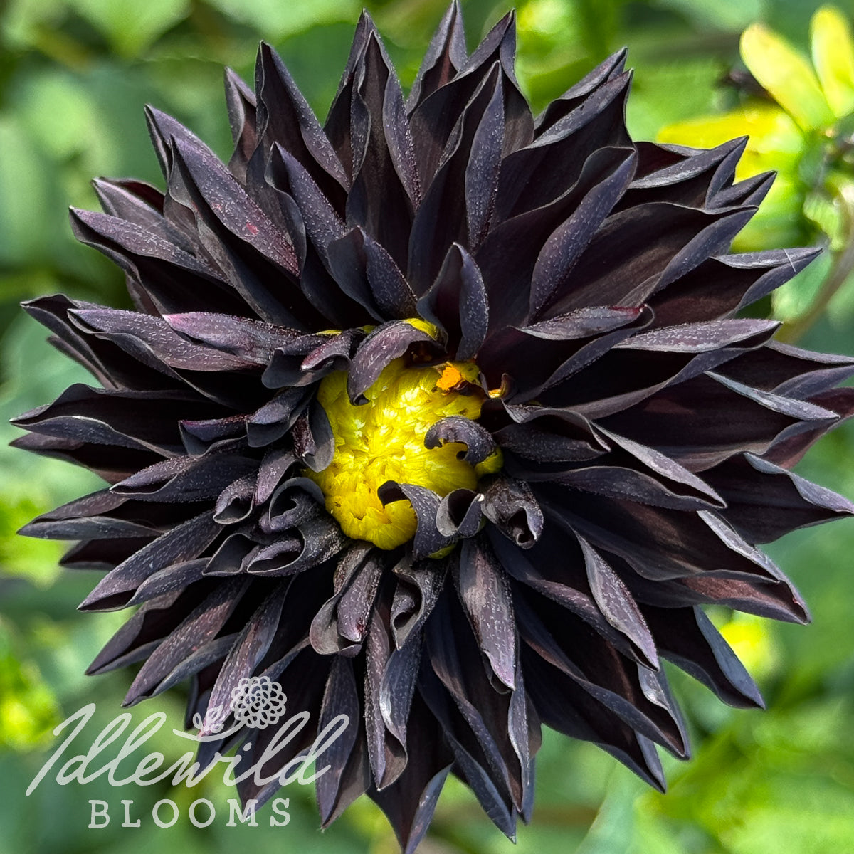 Czarny Charakter dahlia tuber, Czarny Charakter dahlia flower, Czarny Charakter dahlia bulb