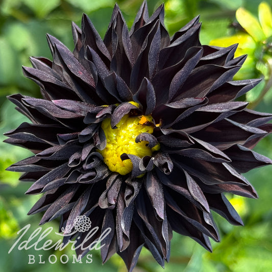 Czarny Charakter dahlia tuber, Czarny Charakter dahlia flower, Czarny Charakter dahlia bulb