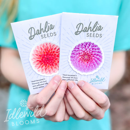 dahlia seeds, dahlia flower seeds