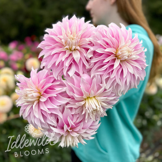 Dancin' Queen dahlia tubers, Dancin' Queen dahlia bulbs, Dancin' Queen dahlia bouquet