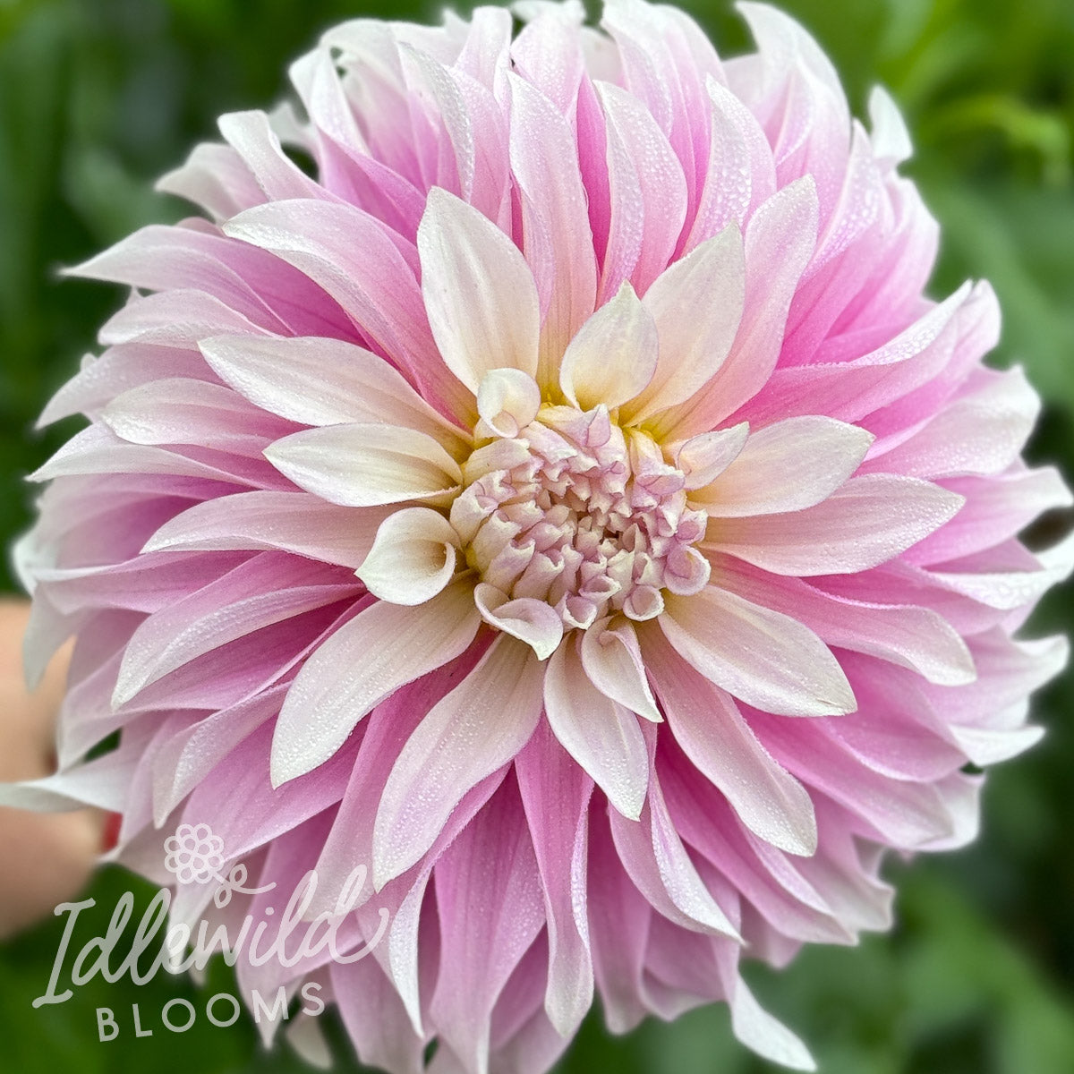 Dancin' Queen dahlia tuber, Dancin' Queen dahlia bulb, Dancin' Queen dahlia flower