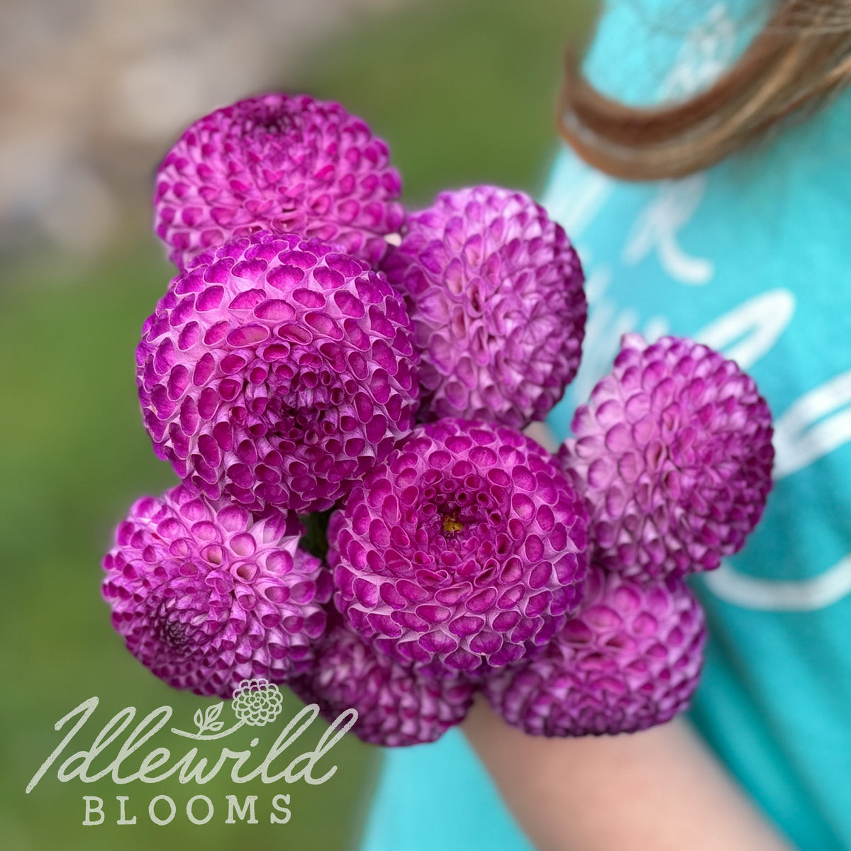 Don's Delight dahlia tubers. This dark blend, pompon, up to 2" dahlia was introduced by Martinson in 1988. 