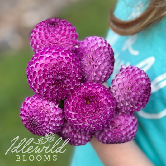 Don's Delight dahlia tubers. This dark blend, pompon, up to 2" dahlia was introduced by Martinson in 1988. 