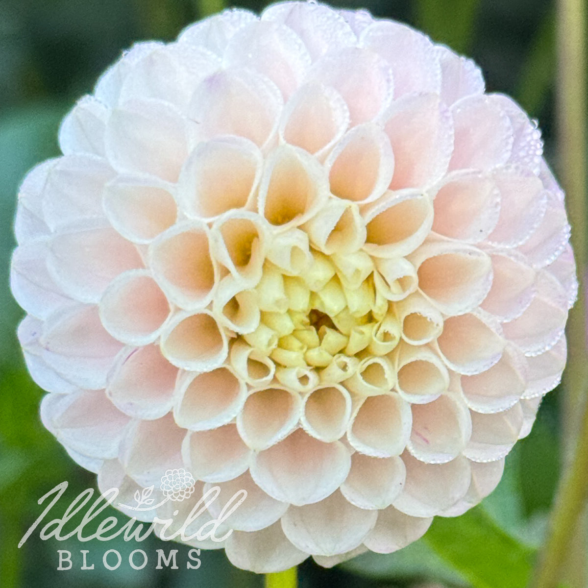 Dutch Baby dahlia tuber, Dutch Baby dahlia dahlia bulb, Dutch Baby dahlia flower