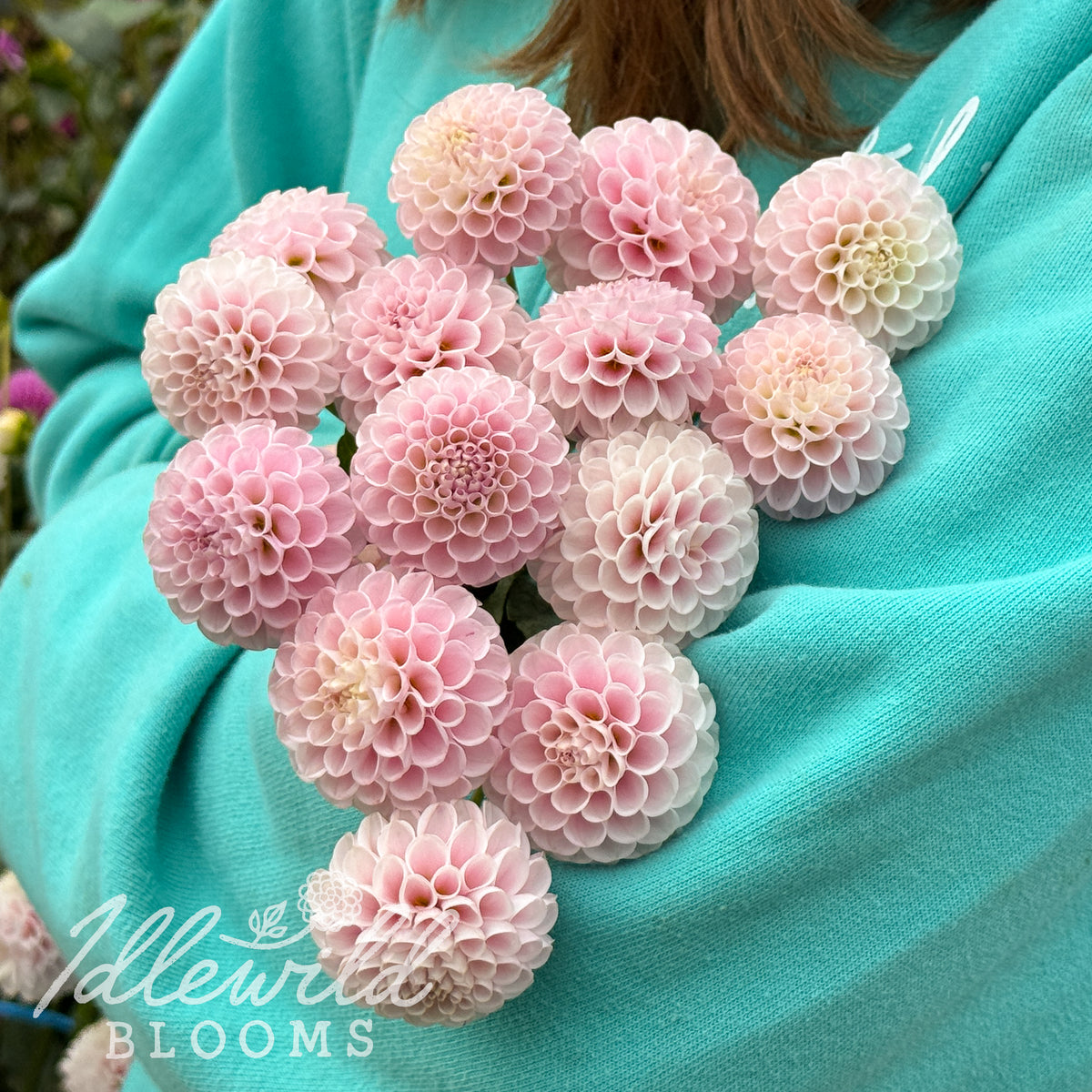 Dutch Baby dahlia tubers. This up to 2", pink, pompon dahlia was introduced by Cor Geerlings in 1988. 