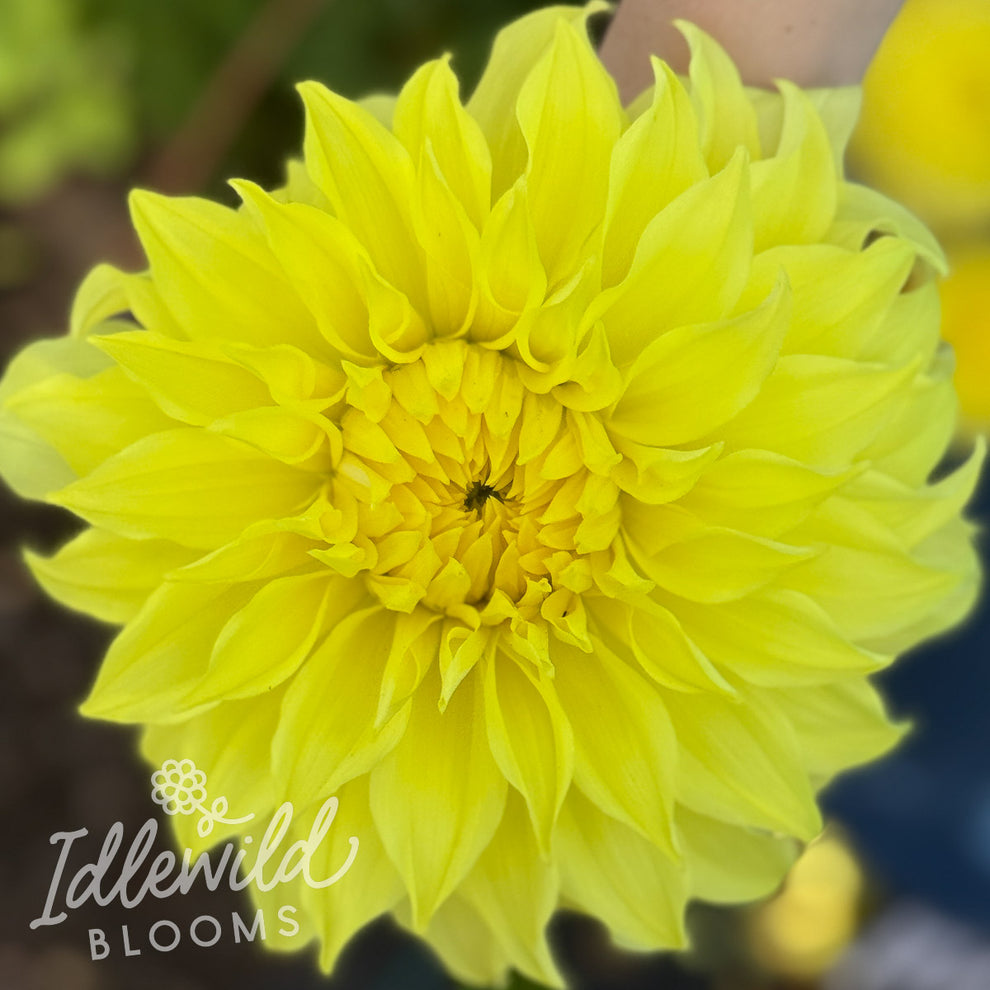 Edna C Dahlia Tuber | Edna C Flower Bulb & Information – Idlewild Blooms