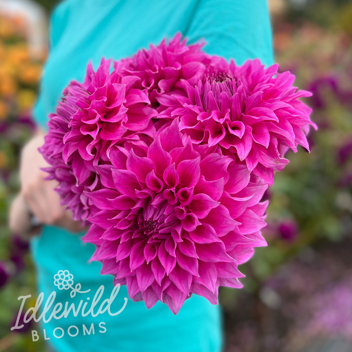 Elma Elizabeth dahlia bouquet, Elma Elizabeth dahlia flowers, Elma Elizabeth dahlia bulbs, Elma Elizabeth dahlia tubers