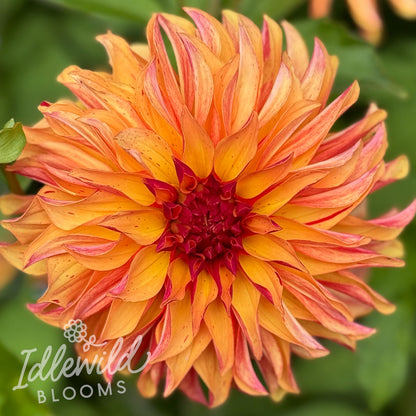 Emerson's Hope dahlia tuber, Emerson's Hope dahlia flower, Emerson's Hope dahlia bulb