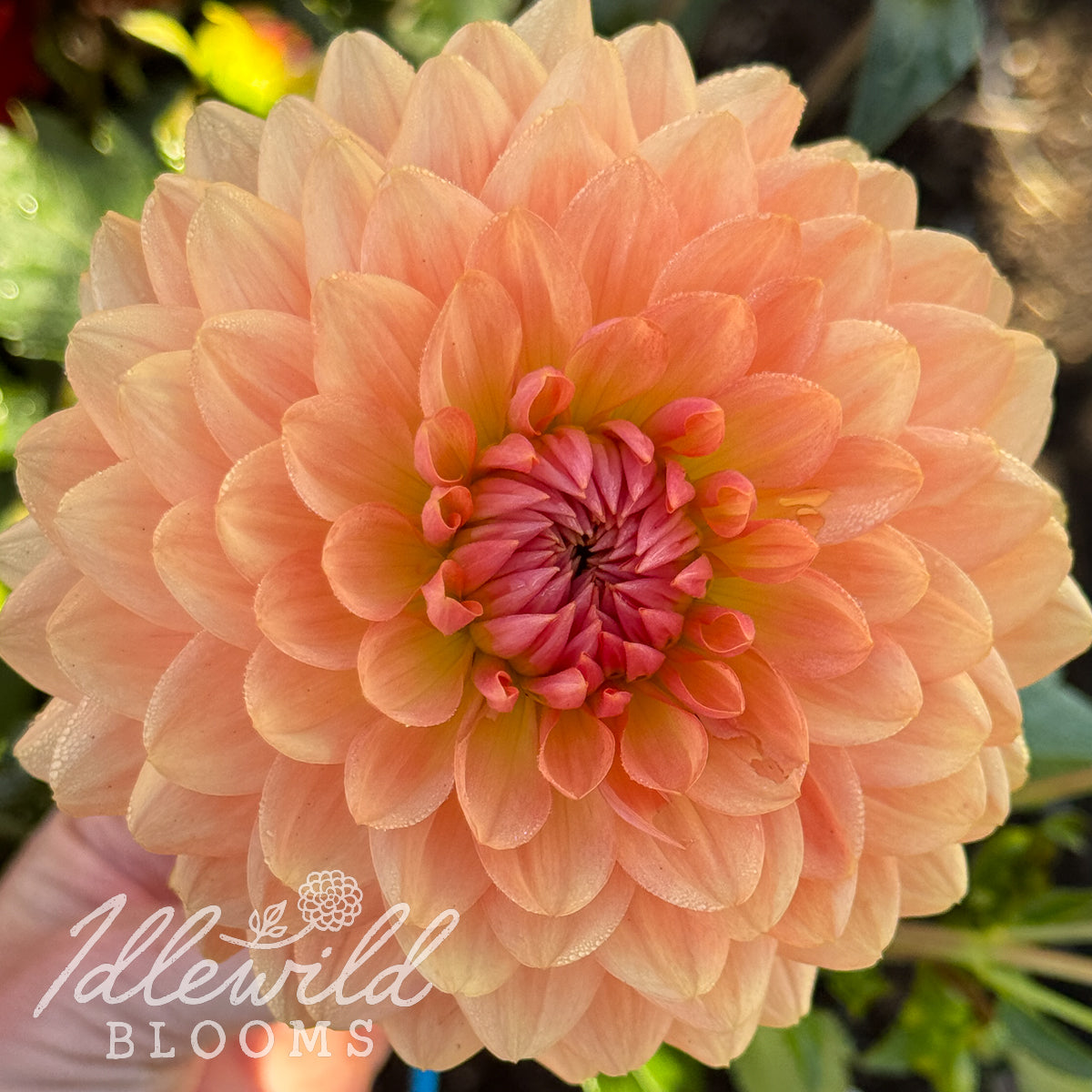 Fawn dahlia bulb, Fawn dahlia flower, Fawn dahlia tuber