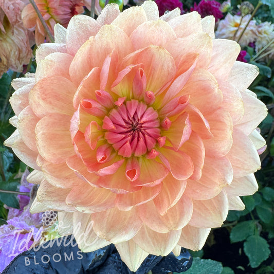 Fawn dahlia tuber, Fawn dahlia flower, Fawn dahlia bulb