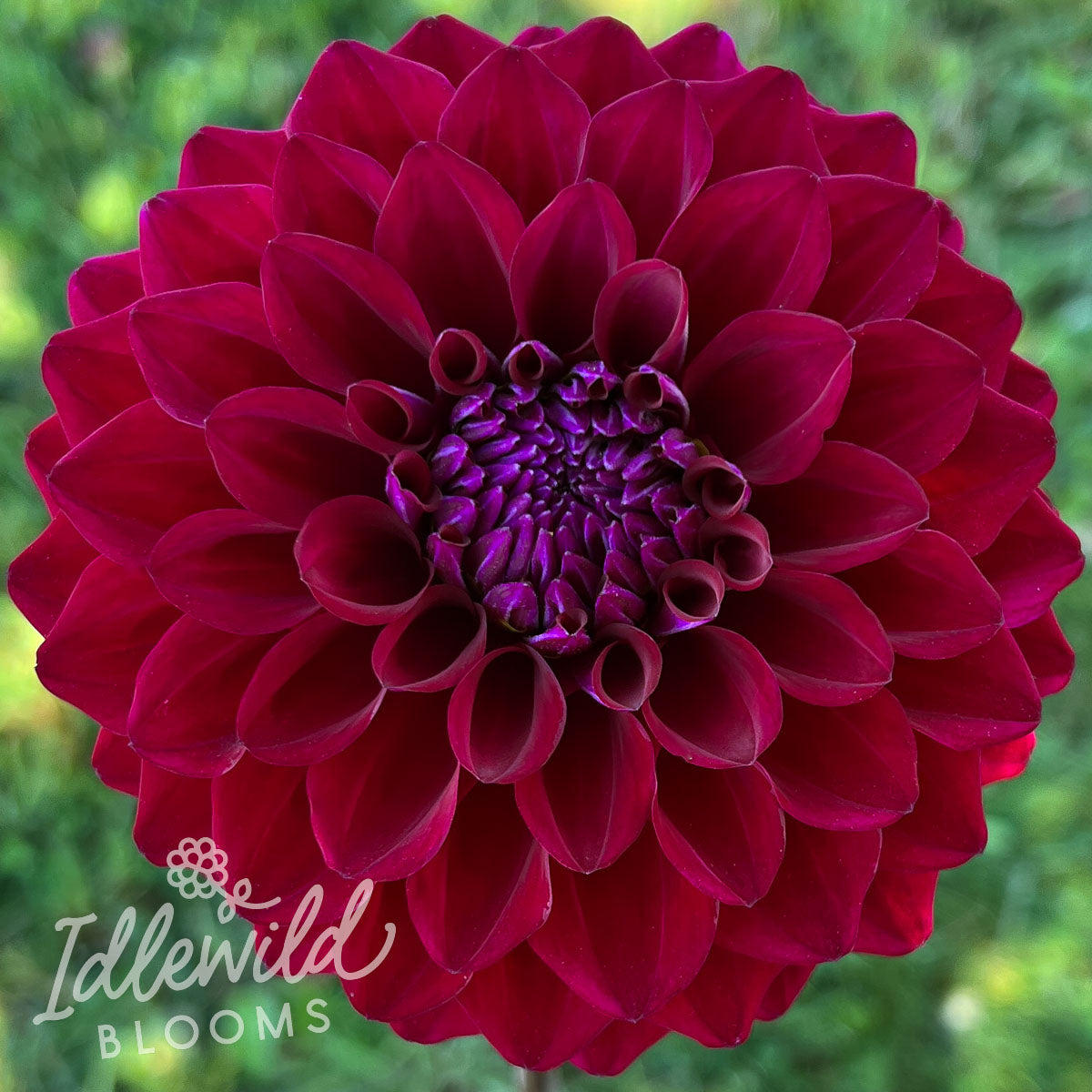 Ferncliff Midnight dahlia tuber, Ferncliff Midnight dahlia bulb, Ferncliff Midnight dahlia flower