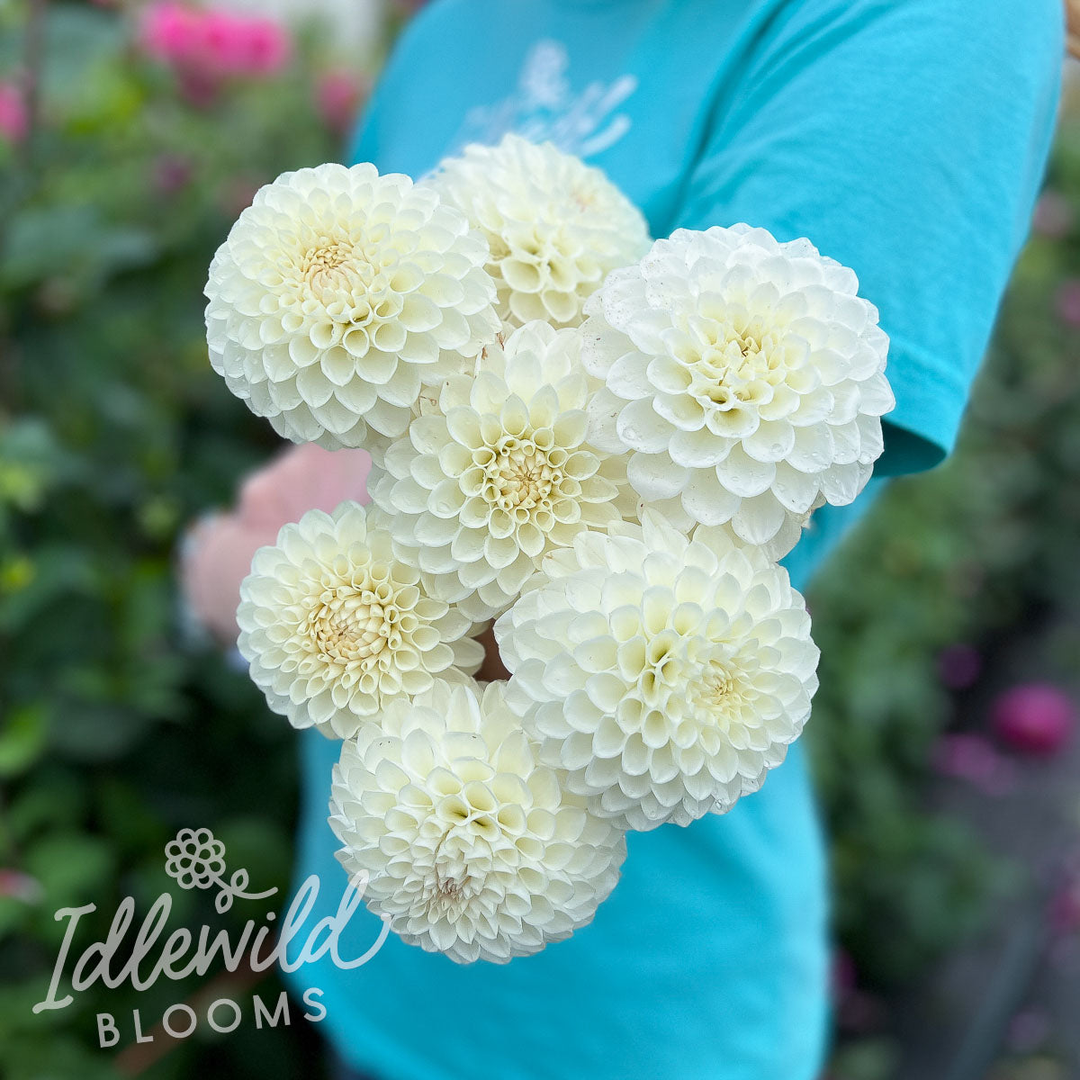 Ferncliff Pearl