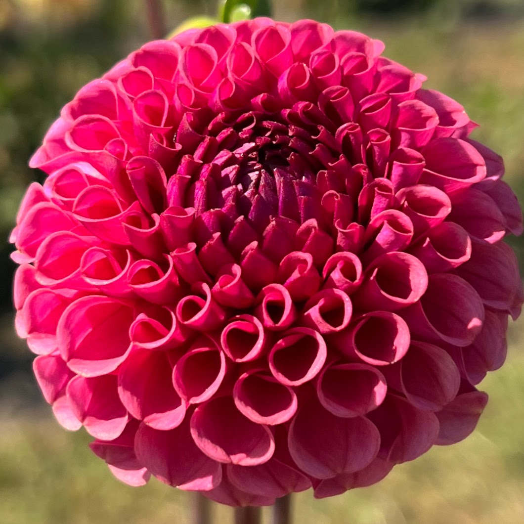 ferncliff rusty dahlia tuber bulb flower