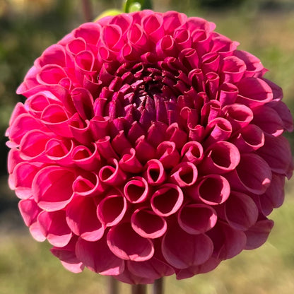 ferncliff rusty dahlia tuber bulb flower