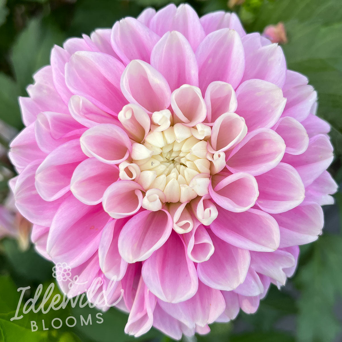 Fluffles dahlia tuber, Fluffles dahlia flower, Fluffles dahlia bulbs