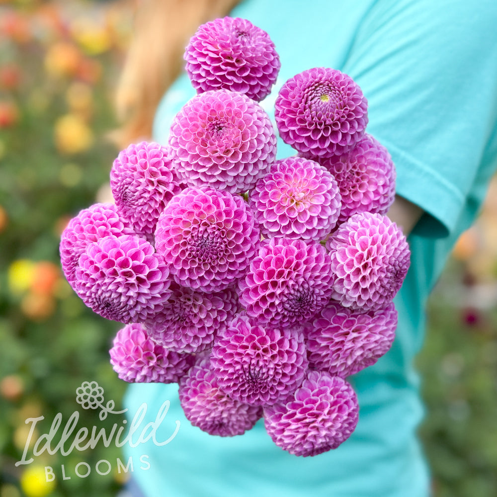 Franz Kafka dahlia bouquet, Franz Kafka dahlia tubers, Franz Kafka dahlia bulbs