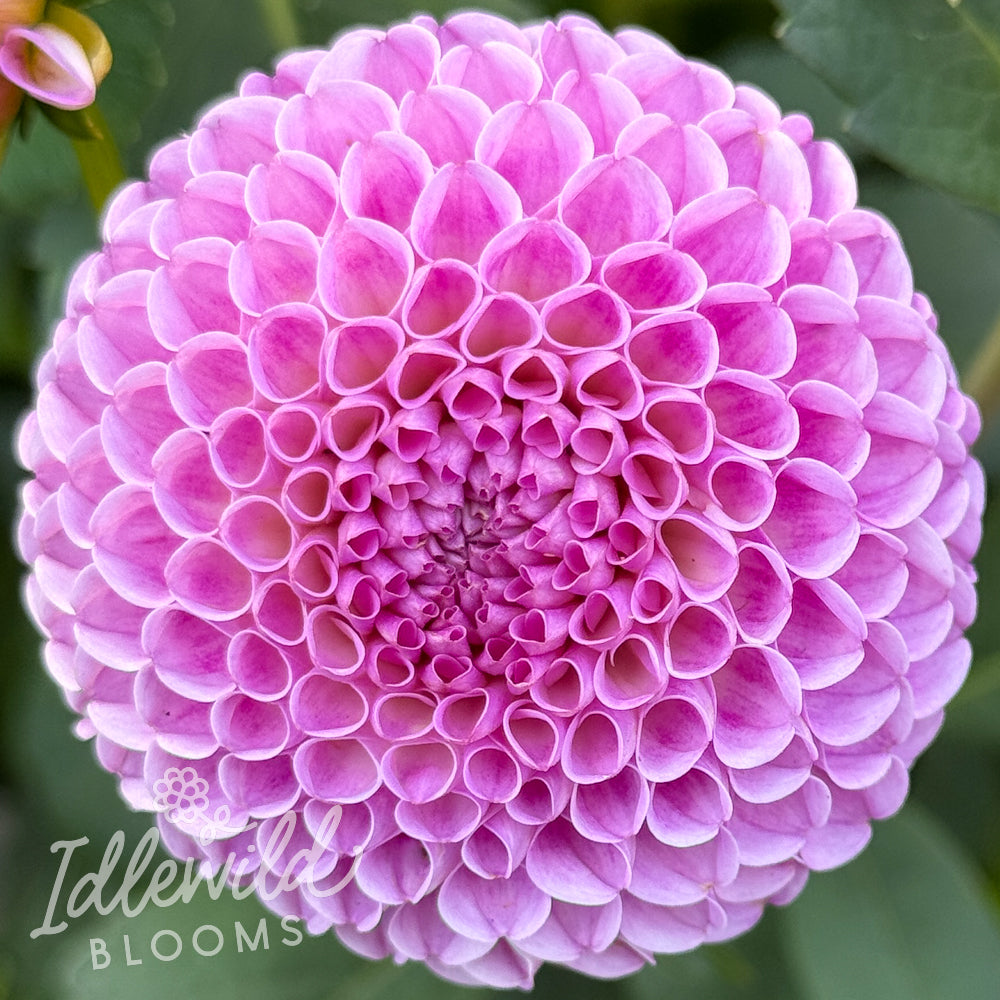 Franz Kafka dahlia tuber, Franz Kafka dahlia flower, Franz Kafka dahlia bulb