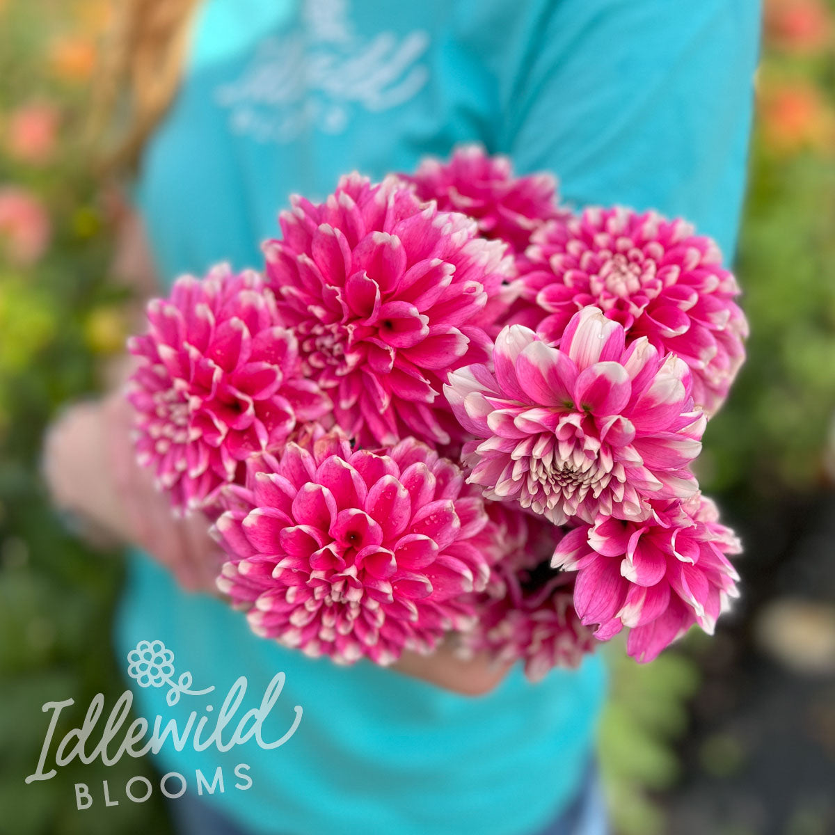 Fuzzy Wuzzy Dahlia Tuber | Fuzzy Wuzzy Flower Bulb & Information ...