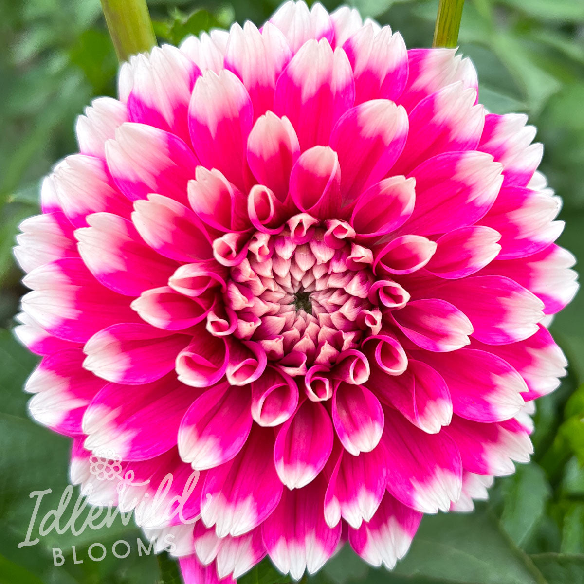 Fuzzy Wuzzy Dahlia Tuber | Fuzzy Wuzzy Flower Bulb & Information