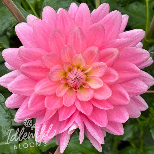 Gerrie Hoek dahlia tuber, Gerrie Hoek dahlia flower, Gerrie Hoek dahlia bulb