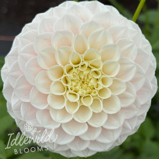 GG's Baby Breath dahlia tuber, GG's Baby Breath dahlia bulb, GG's Baby Breath dahlia flower