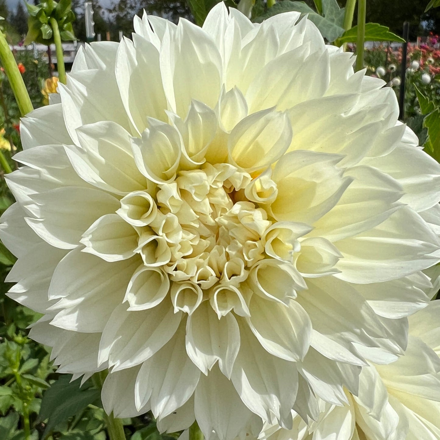 gitts attenttion dahlia tuber, gitts attention dahlia bulb, gitts attention dahlia flower