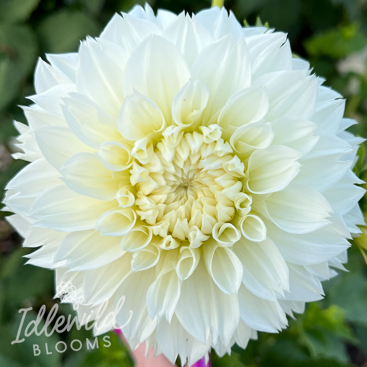 Gitts Attention dahlia tuber, Gitts Attention dahlia flower, Gitts Attention dahlia bulb