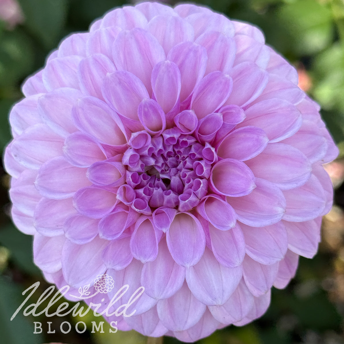 Glenmarc Connie dahlia tuber, Glenmarc Connie dahlia bulb, Glenmarc Connie dahlia flower