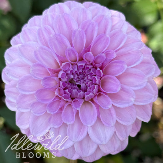 Glenmarc Connie dahlia tuber, Glenmarc Connie dahlia bulb, Glenmarc Connie dahlia flower