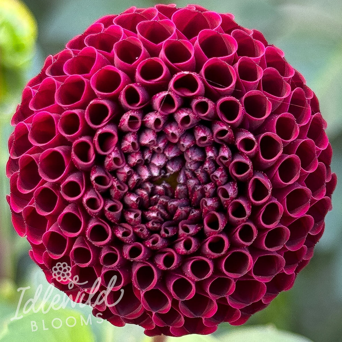 Glenplace dahlia tuber, Glenplace dahlia flower, Glenplace dahlia bulb