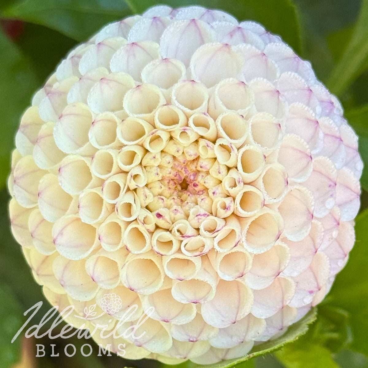 Gurtla Twilight dahlia tuber, Gurtla Twilight dahlia bulb, Gurtla Twilight dahlia flower