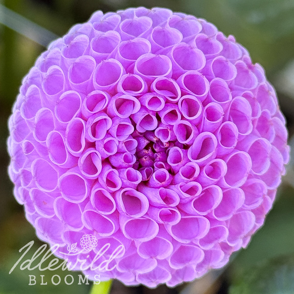 Hallmark dahlia tuber. This up to 2", dark pink, pompon dahlia was introduced by Norm Williams in 1960. The American Dahlia Society classifies this as a 6205 P DP and color chip DP21.