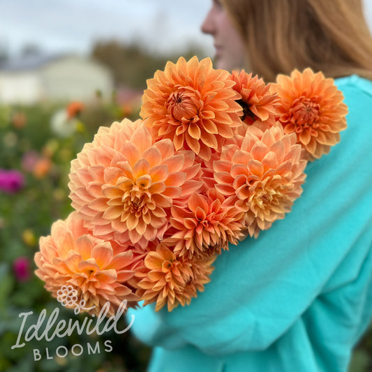 Hamilton Lillian dahlia bouquet, Hamilton Lillian dahlia tubers, Hamilton Lillian dahlia bulbs