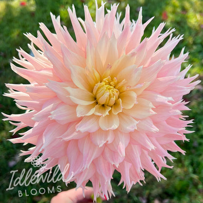 Hapet Champagne dahlia tuber, Hapet Champagne dahlia bulb, Hapet Champagne dahlia flower