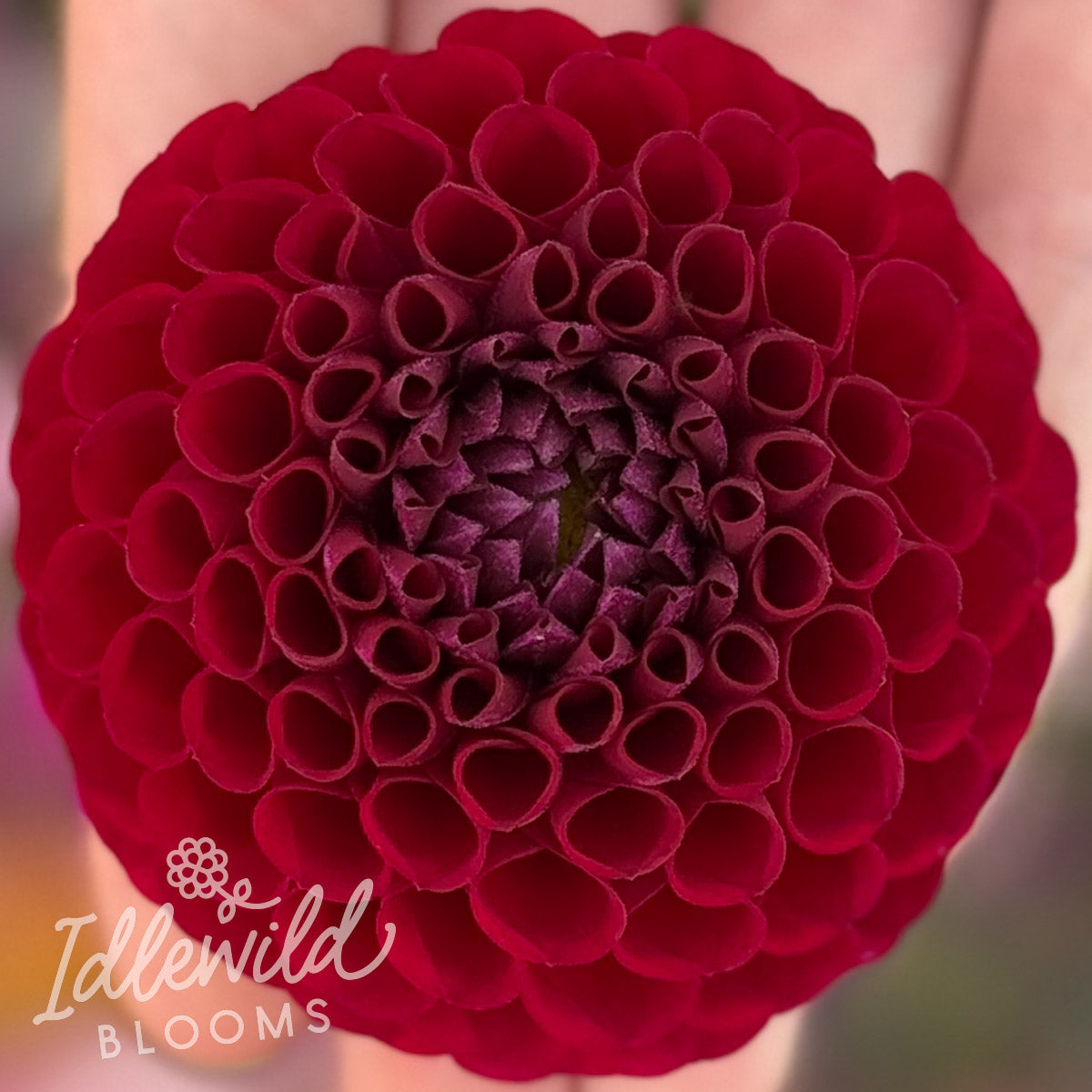 Hapet Granat dahlia tuber, Hapet Granat dahlia flower, Hapet Granat dahlia bulb