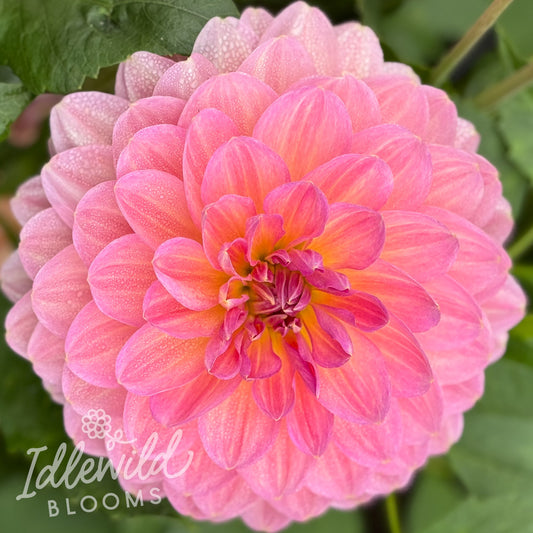 Hapet Old Charm dahlia tuber, Hapet Old Charm dahlia flower, Hapet Old Charm dahlia bulb