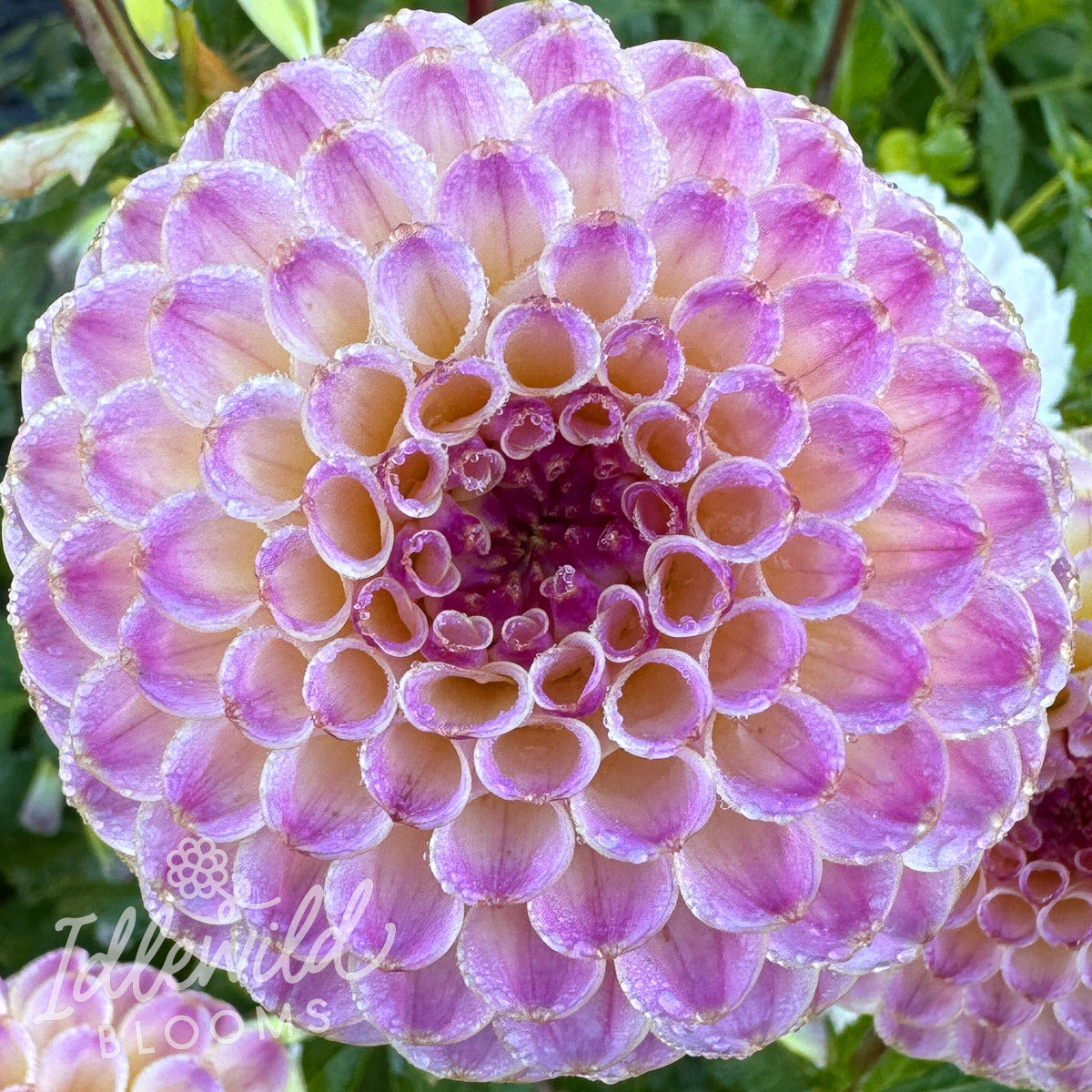 Hapet Pearl dahlia tuber, Hapet Pearl dahlia flower, Hapet Pearl dahlia bulb