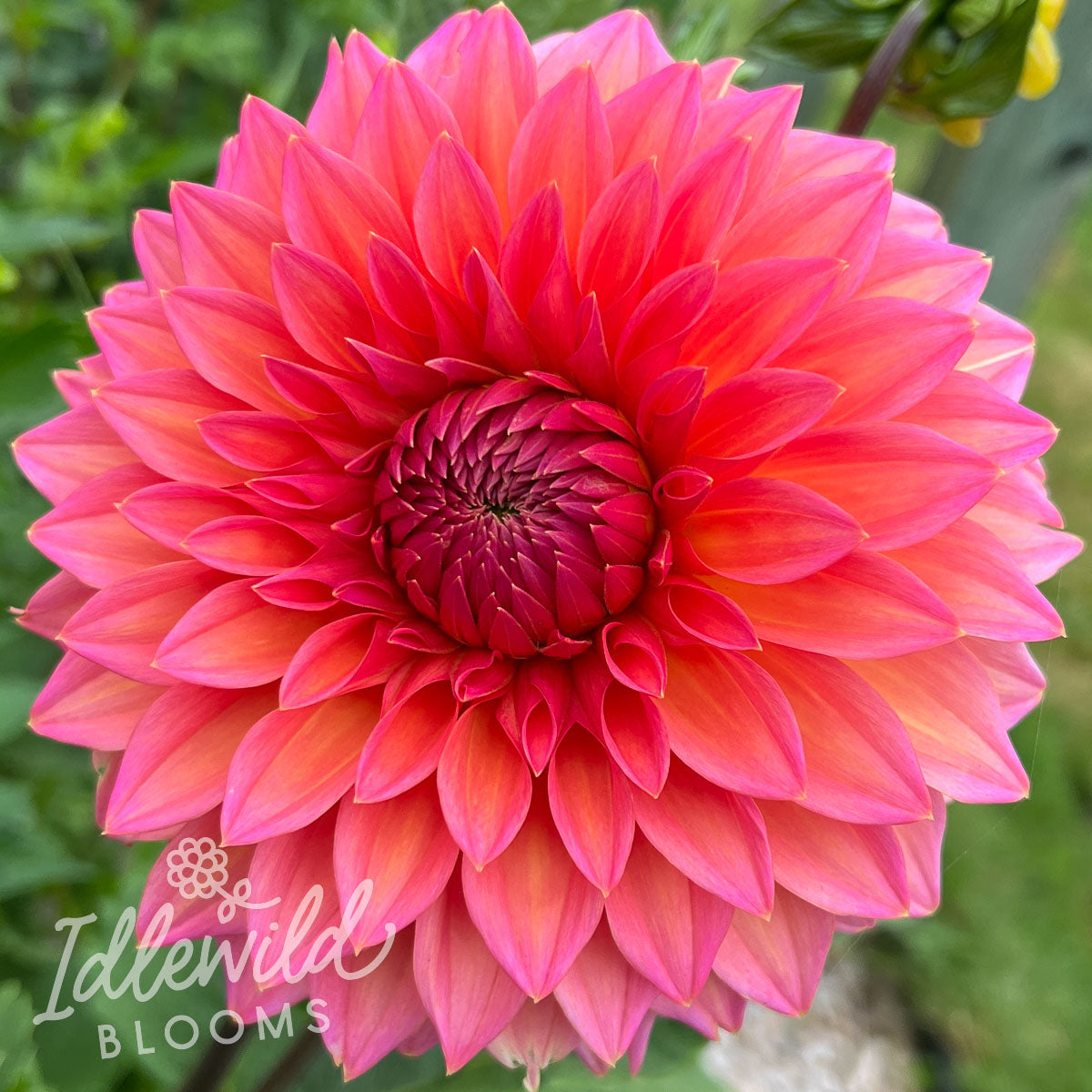 Hillcrest Kismet dahlia tuber, Hillcrest Kismet dahlia bulb, Hillcrest Kismet dahlia flower