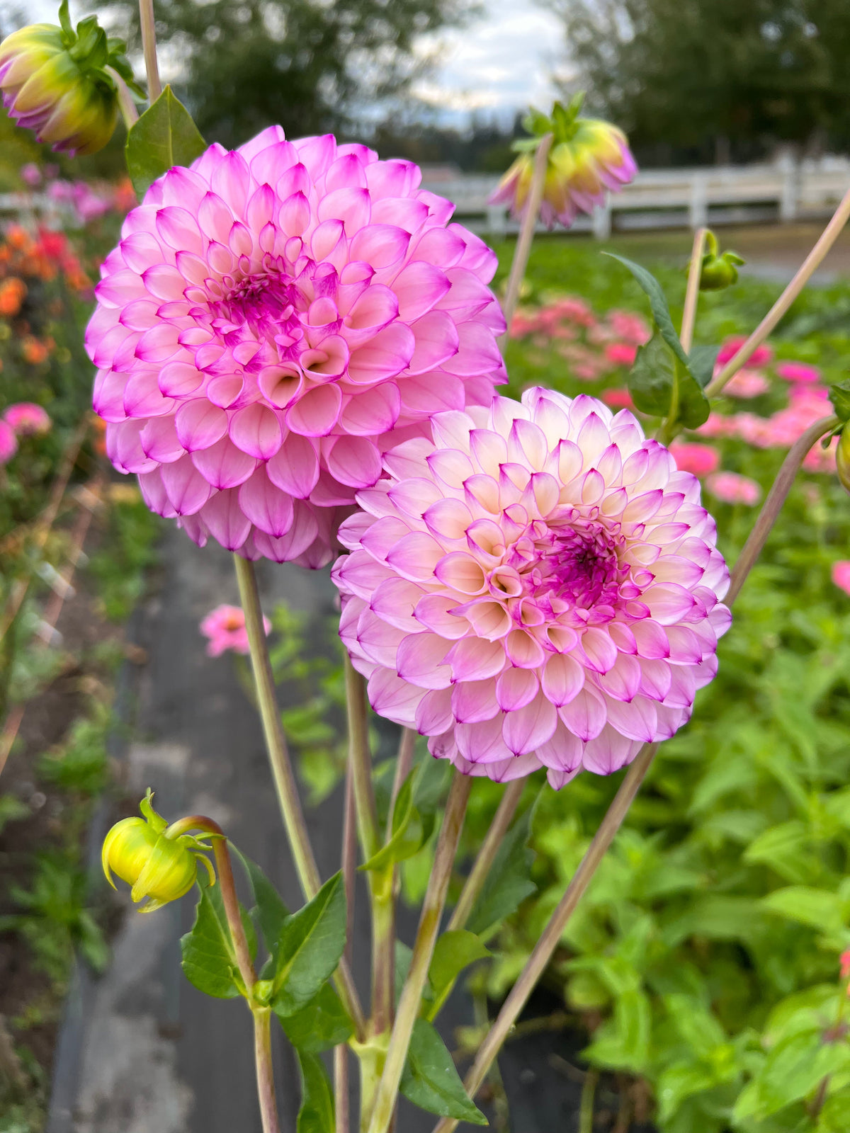 hilltop glo dahlia tubers